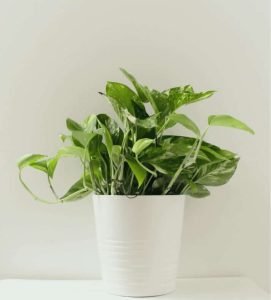 Greenzone image 9@2x